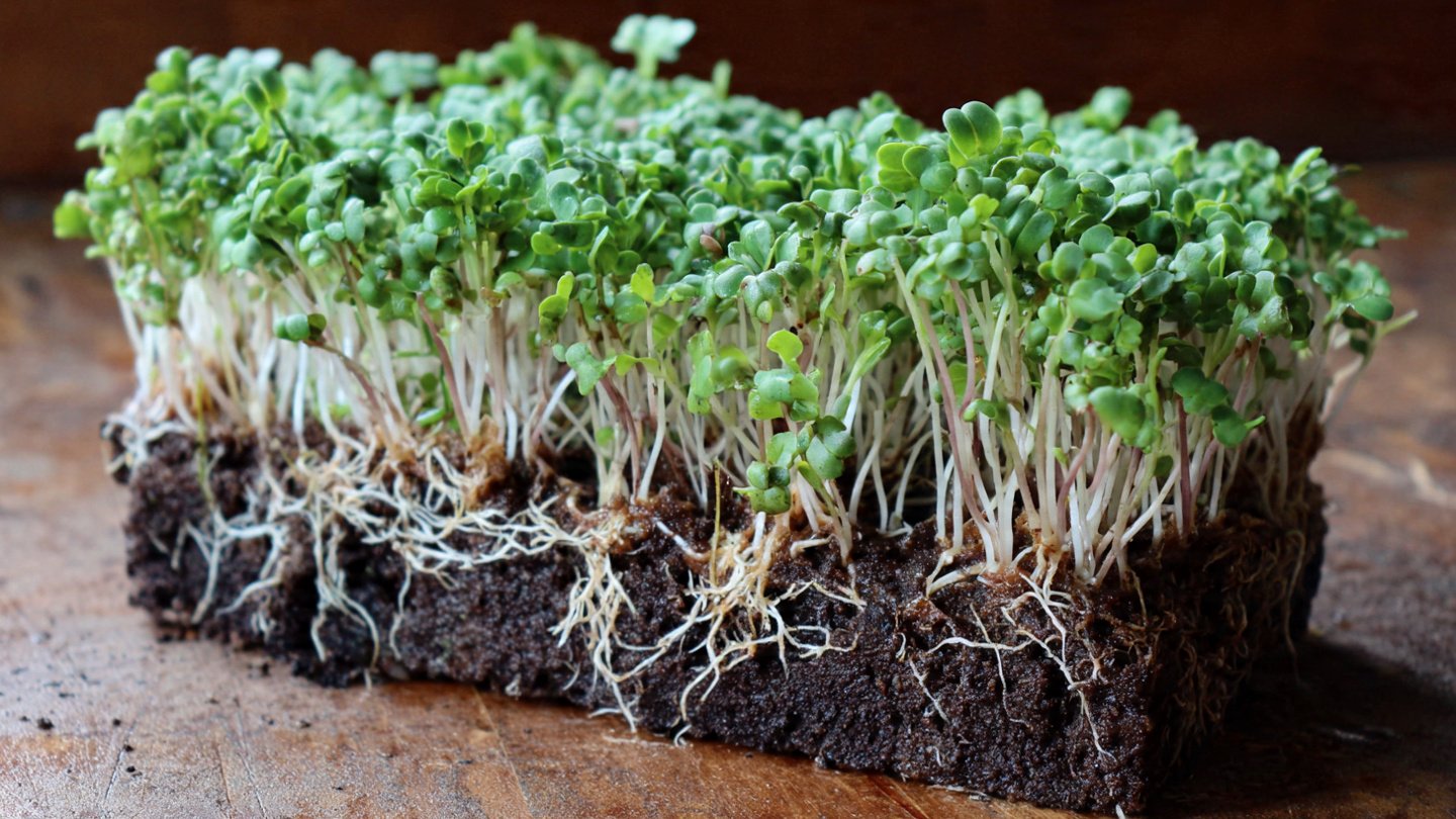 How to Successfully Cultivate Broccoli Microgreens: The Best Method for Optimal Growth