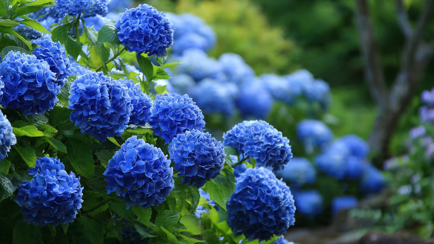 How to Successfully Grow Blue Hydrangea Shrubs Outdoors and Create a Vibrant Garden