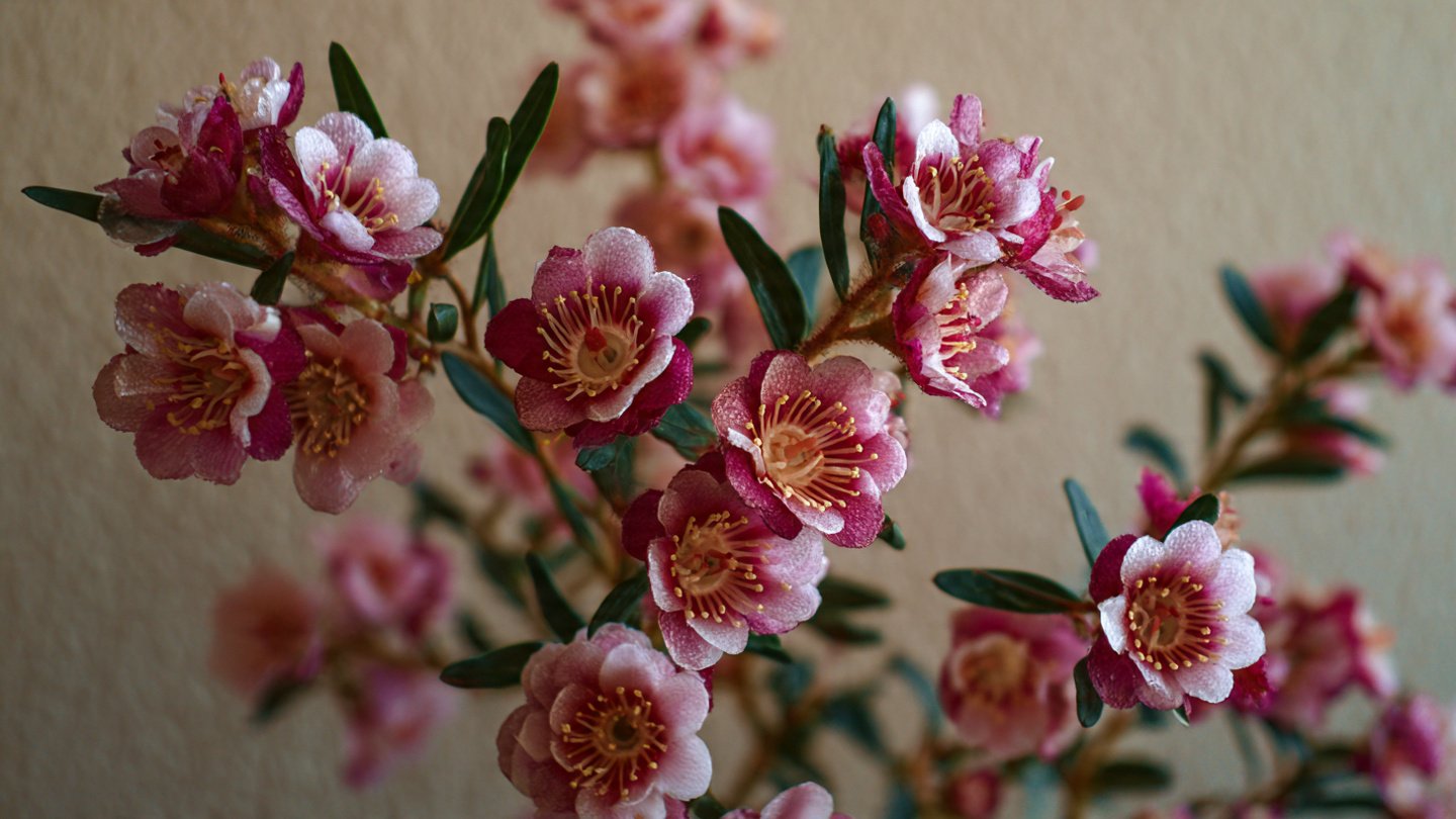 The Ultimate Guide to Successfully Growing Wax Flower Indoors for Maximum Bloom