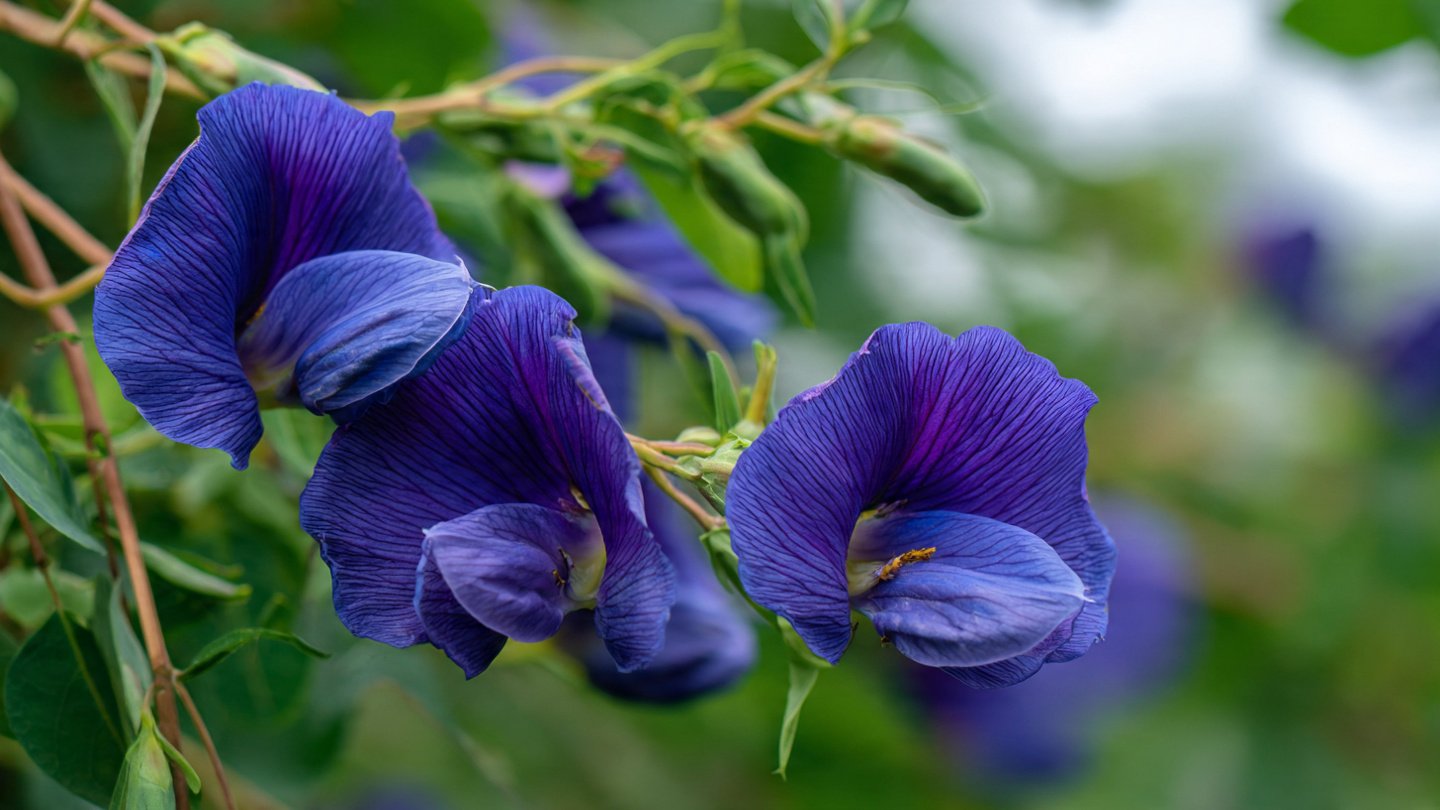 The Ultimate Guide to Successfully Growing Butterfly Pea from Seed for Beginners and Garden Enthusiasts