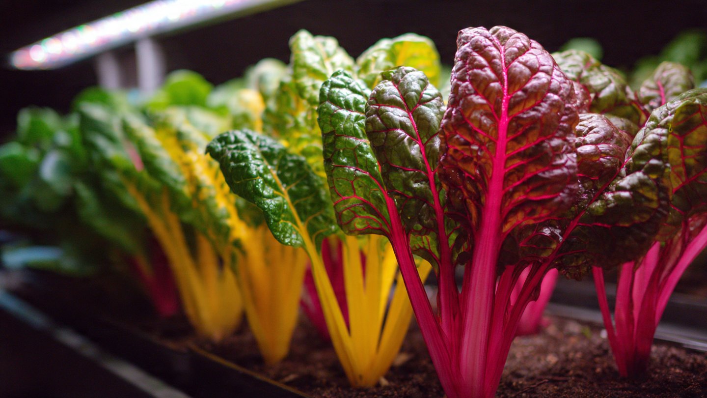 The Ultimate Guide to Successfully Growing Rainbow Chard Indoors Anytime Anywhere