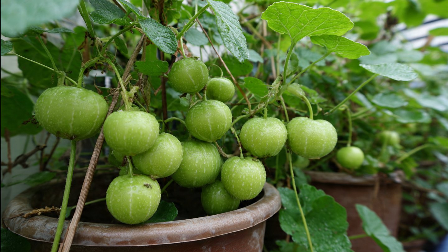 How to Grow Tinda Vegetable Successfully in Containers: A Complete Guide
