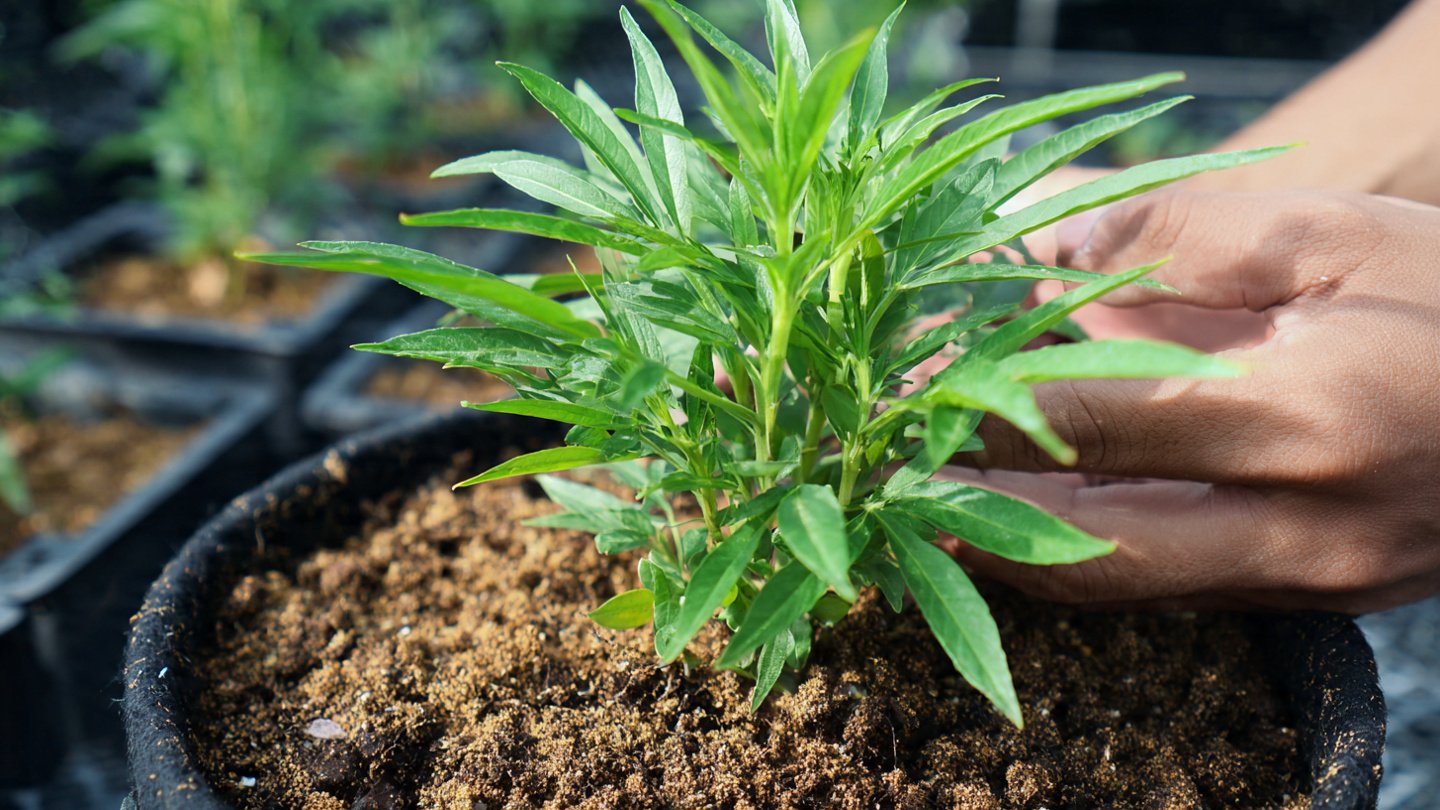 Understanding the Sadabahar Cutting Technique for Successful Rooting and Propagation