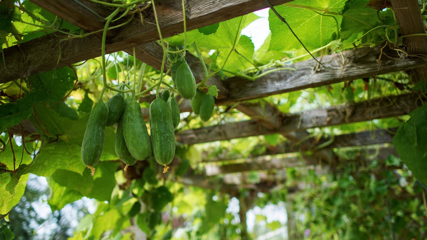 How Can You Create a Vertical Cucumber Trellis That Eases Back Pain?