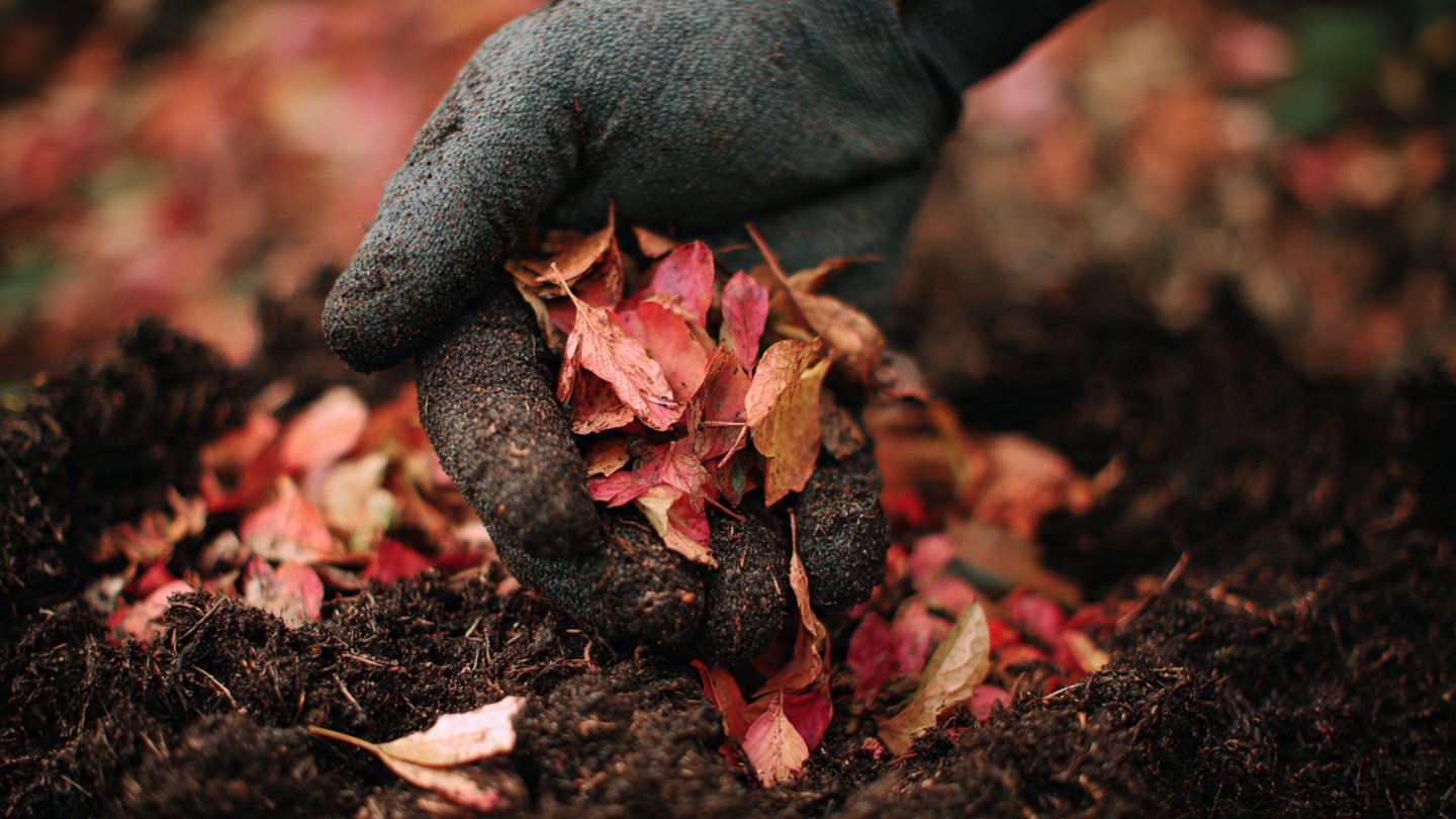 How Can Autumn Leaves Transform Your Garden Soil?