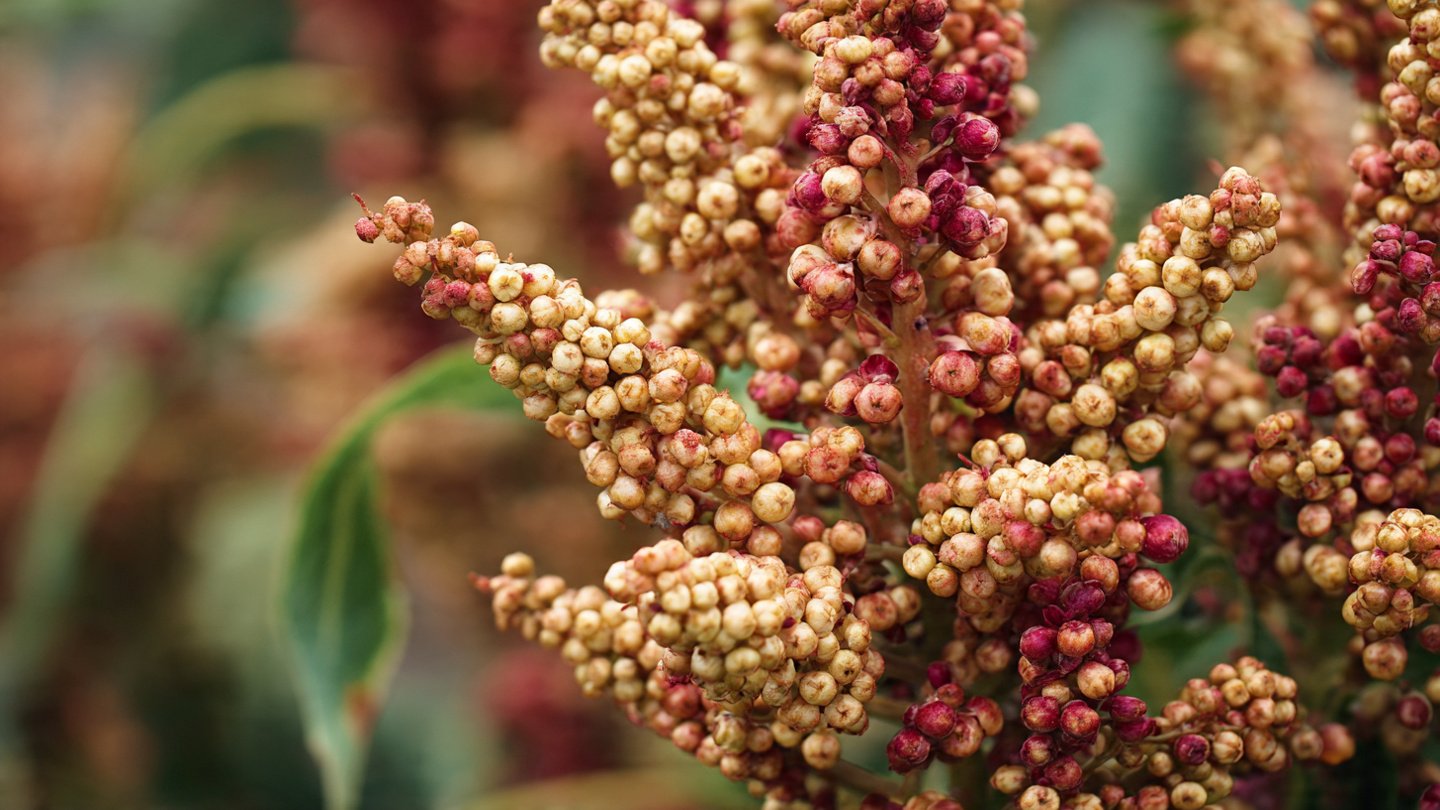 How Can You Easily Grow Quinoa for a Nutritious Protein Source?