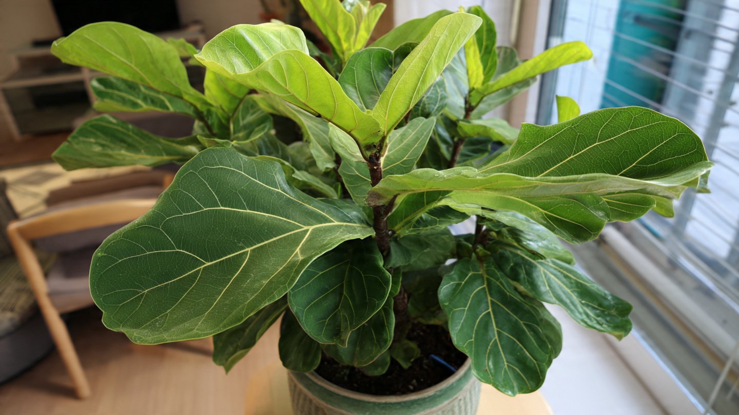 Why Does Your Ficus Lyrata Thrive with Regular Leaf Cleaning to Breathe?