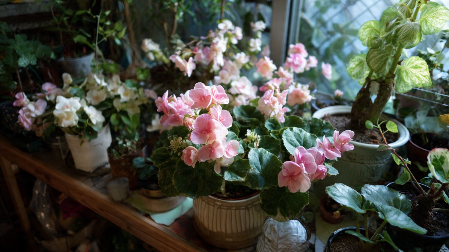 Curious About Which Flowers Foster a Relaxing Propagation Hobby?
