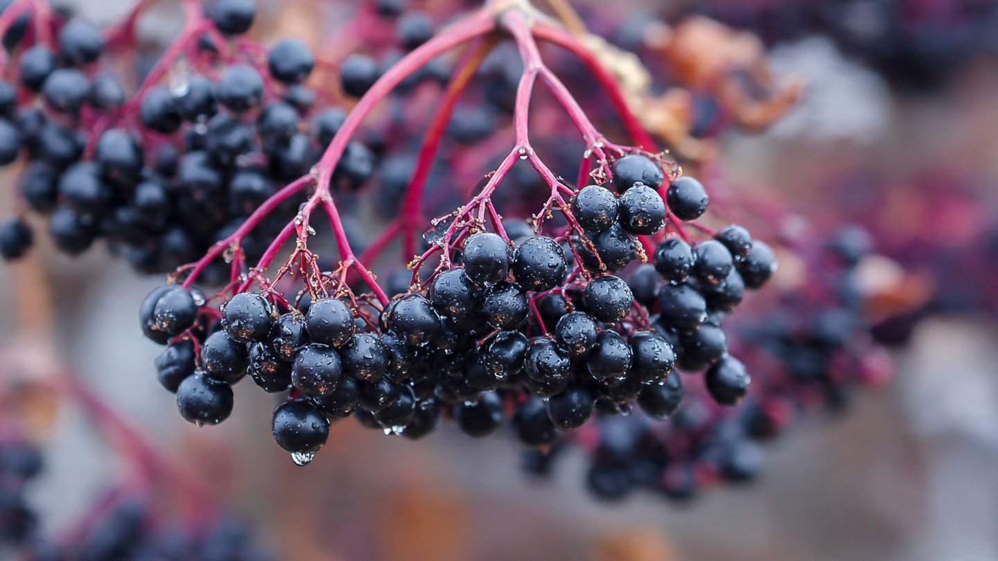 What Are the Secrets to Growing Your Own Elderberries for a Healthy Winter Syrup?