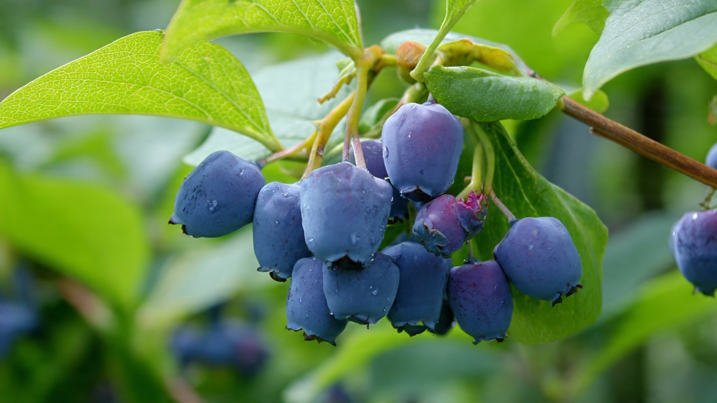 Why Are Honeyberries Gaining Popularity Over Blueberries?