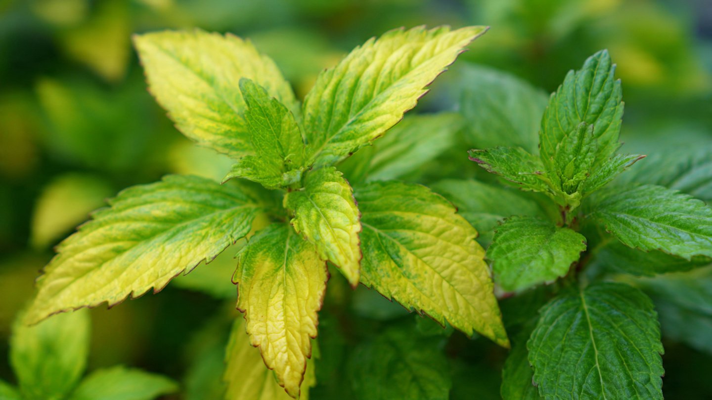 Identifying the Causes of Sudden Yellowing in Your Herbs
