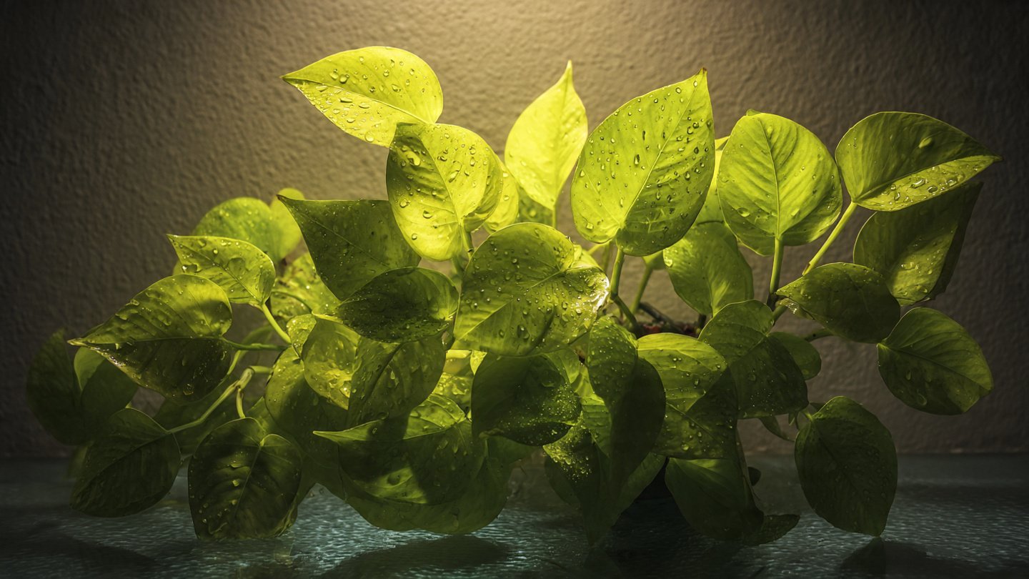 Why Your Neon Pothos Is Struggling Without Enough Light
