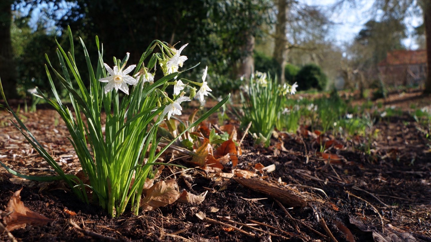 Why Planting Spring Bulbs in Late Autumn Can Transform Your Garden?