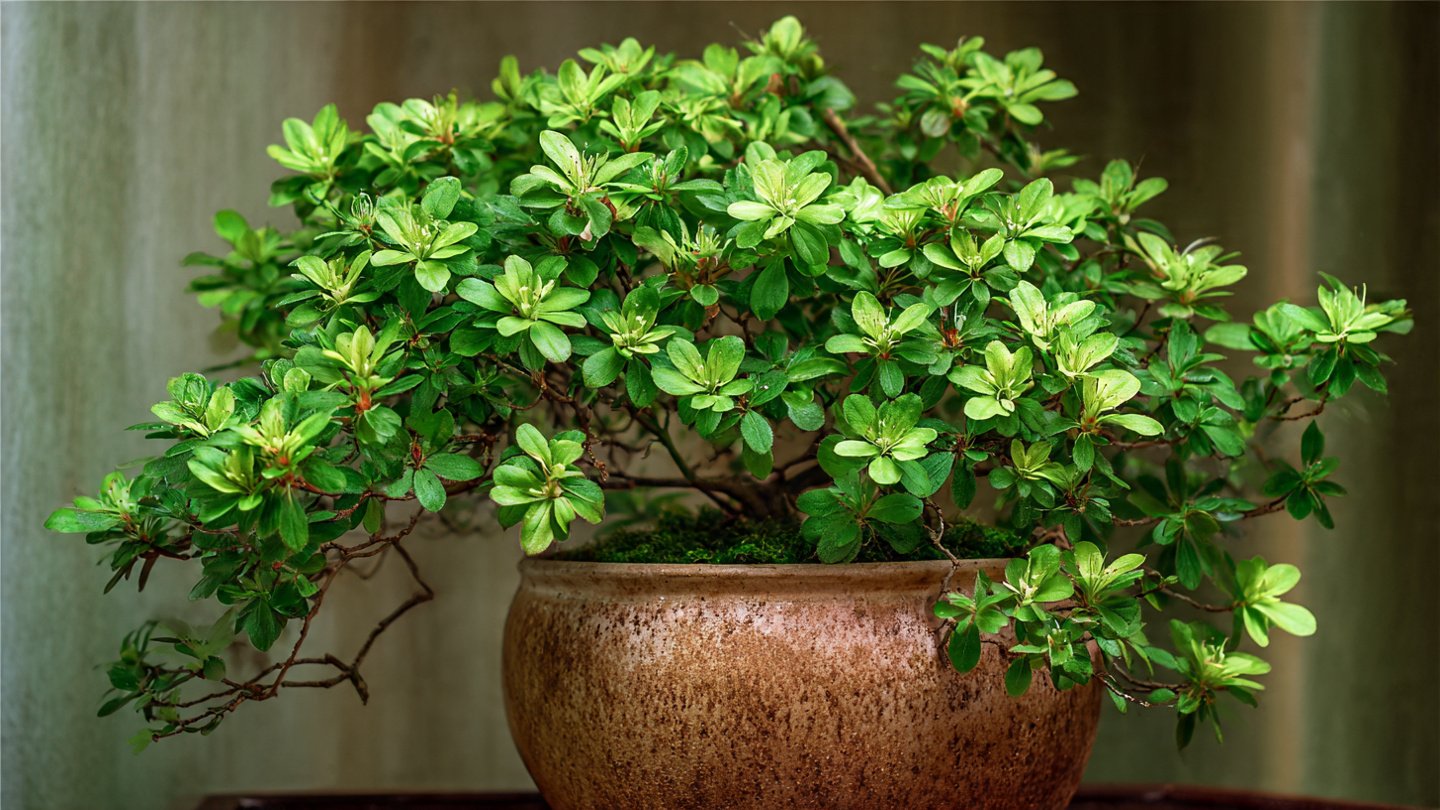 What Could Be Causing Your Potted Azalea to Drop Its Green Leaves?