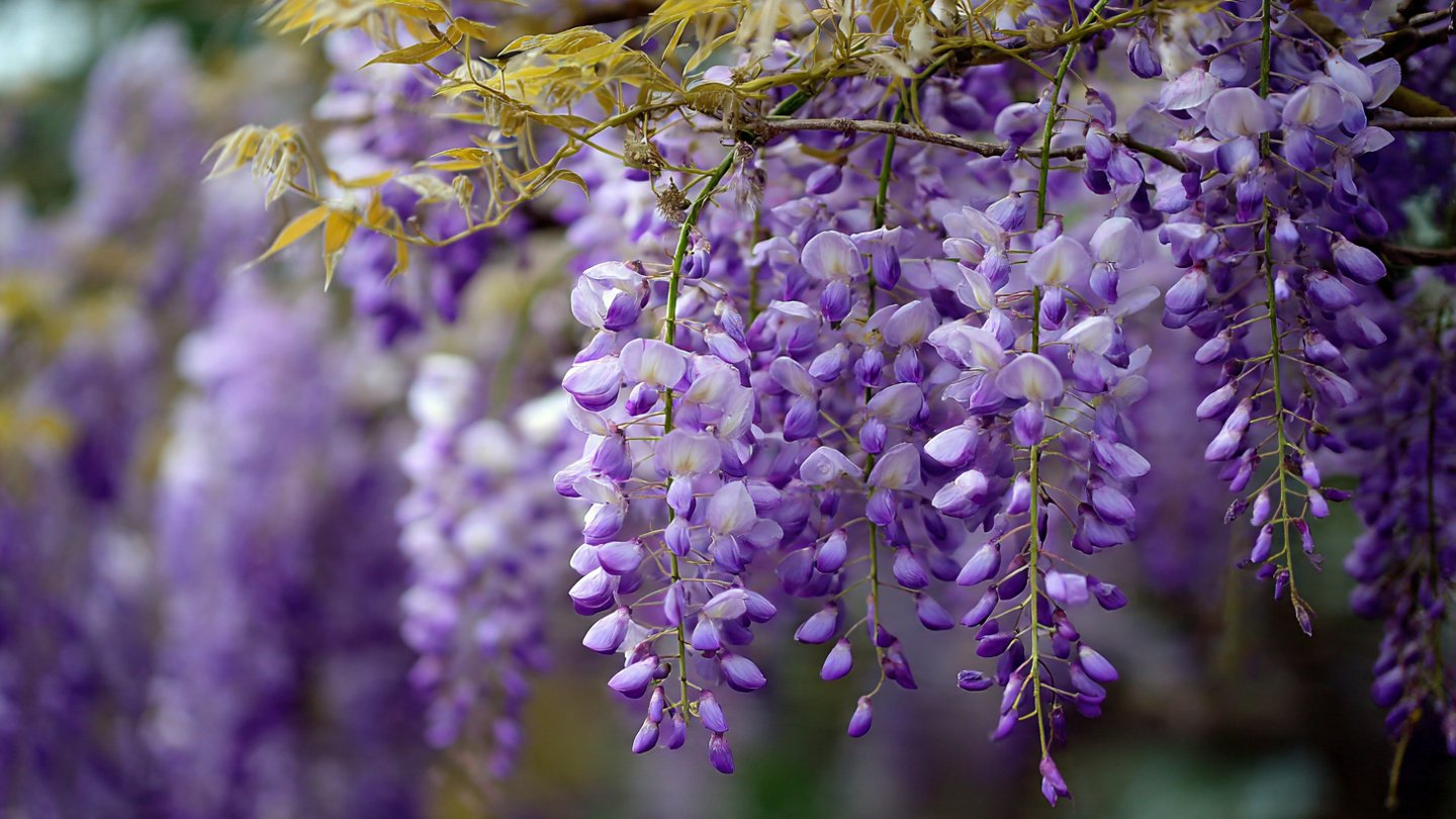Why Wisteria Won’t Bloom—and How to Fix It